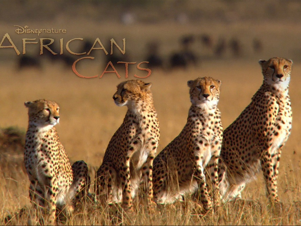 アフリカの猫：勇気の王国壁紙 #5 - 1024x768