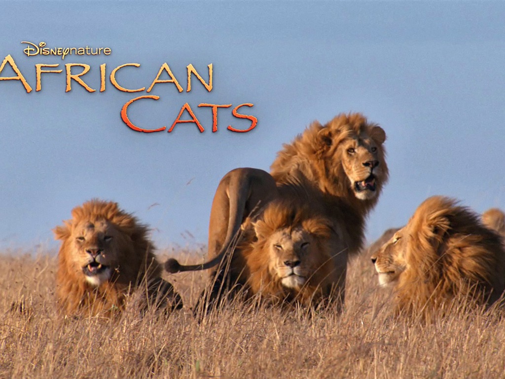 África Gatos: Reino de valor fondos de pantalla #6 - 1024x768