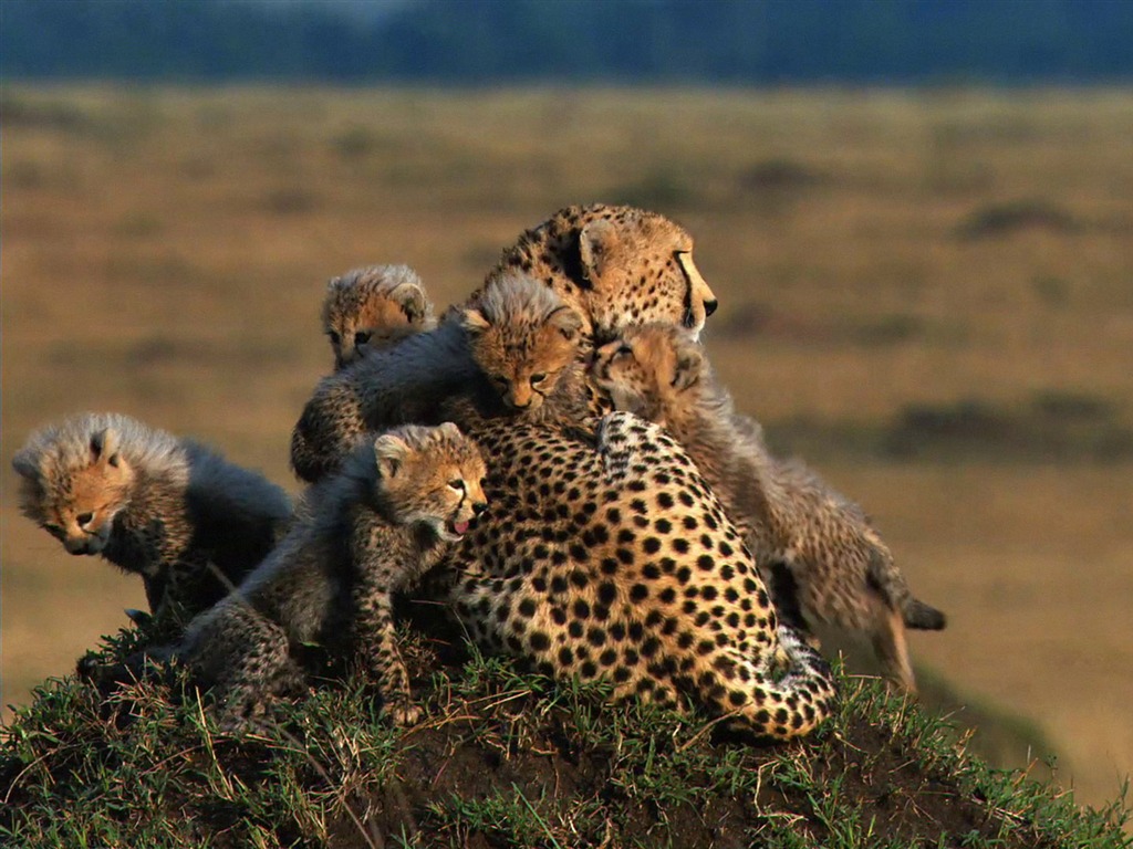 African Cats: Kingdom of Courage 非洲貓科：勇氣國度 #7 - 1024x768