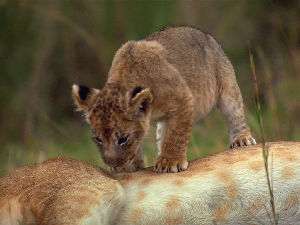 African Cats: Kingdom of Courage 非洲猫科：勇气国度9 - 1024x768