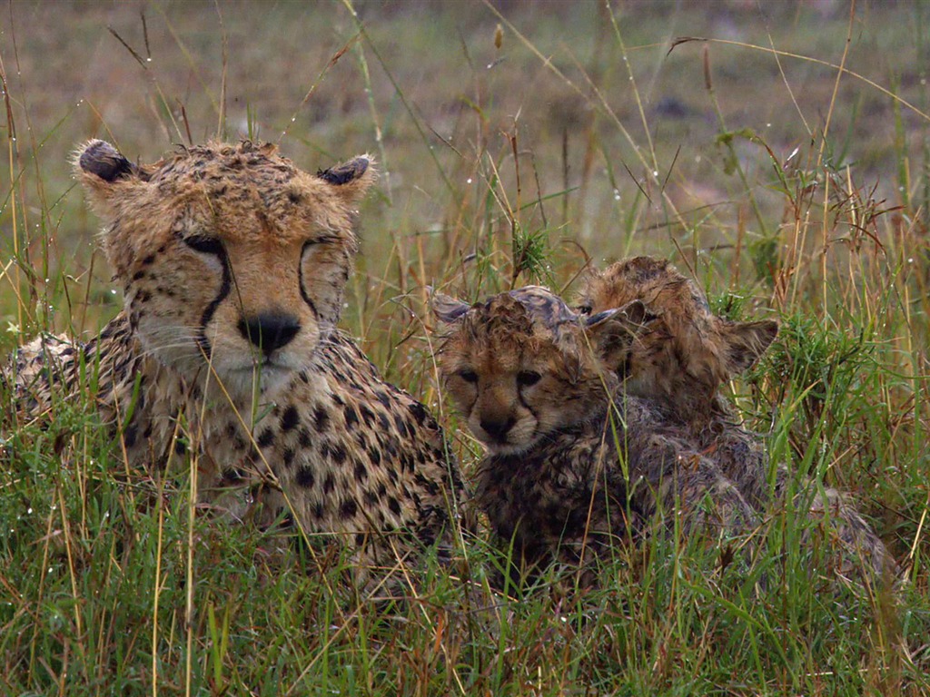 African Cats: Kingdom of Courage 非洲貓科：勇氣國度 #11 - 1024x768