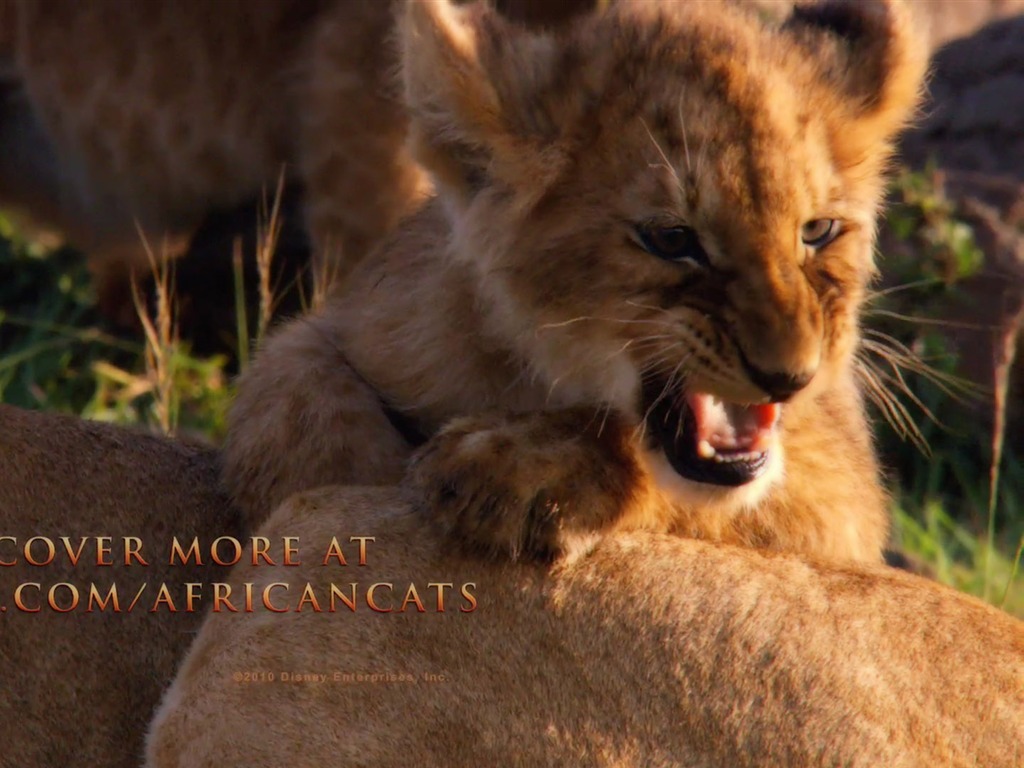 アフリカの猫：勇気の王国壁紙 #12 - 1024x768