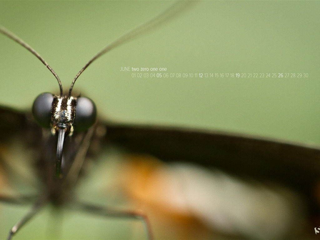 2011年6月 月曆壁紙(一) #10 - 1024x768