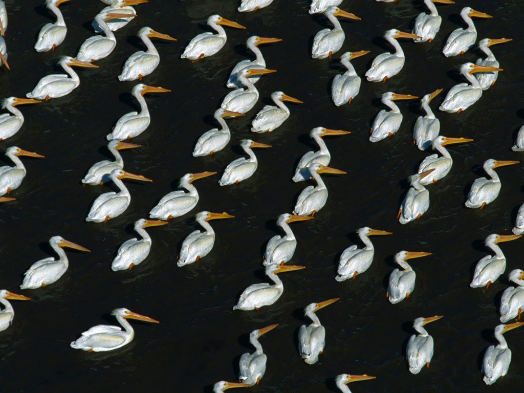 Animal Widescreen Wallpapers Collection (31) #5 - 1024x768