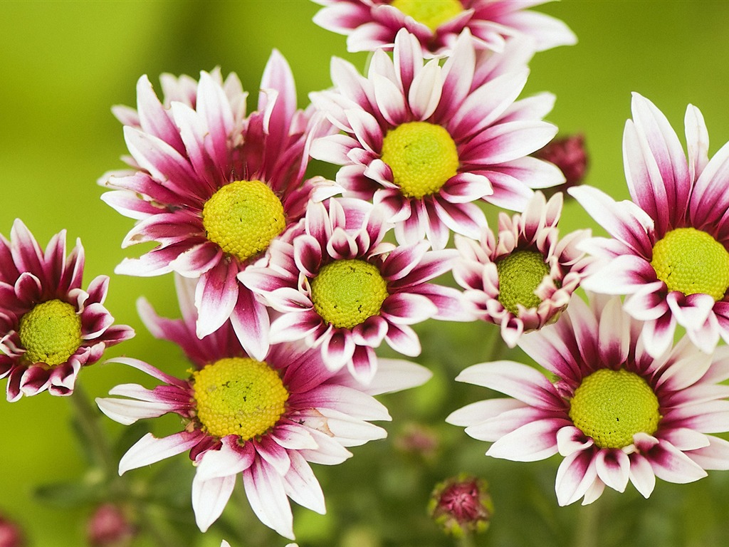 Widescreen wallpaper flowers close-up (32) #1 - 1024x768