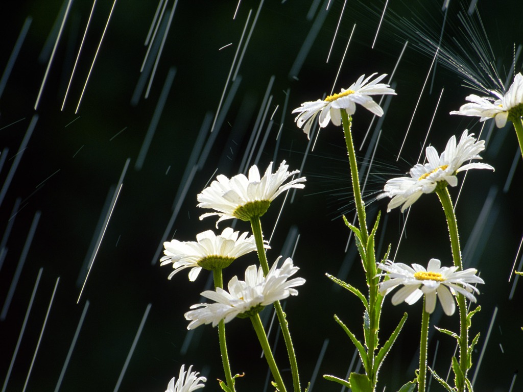 ワイドスクリーンの壁紙の花に近い(32)を開く #5 - 1024x768