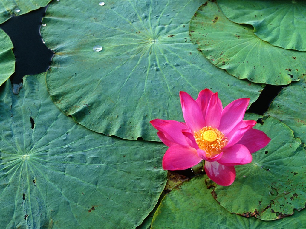 宽屏鲜花特写 壁纸(32)7 - 1024x768