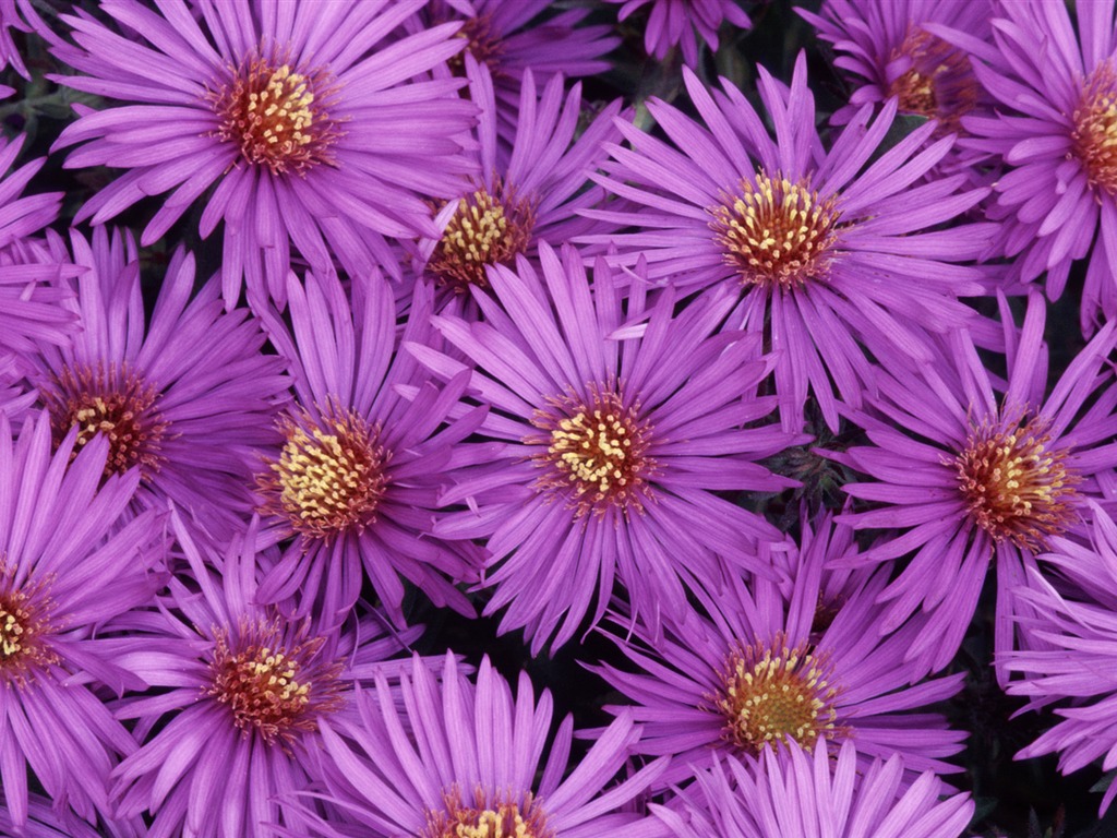 Widescreen wallpaper flowers close-up (32) #8 - 1024x768