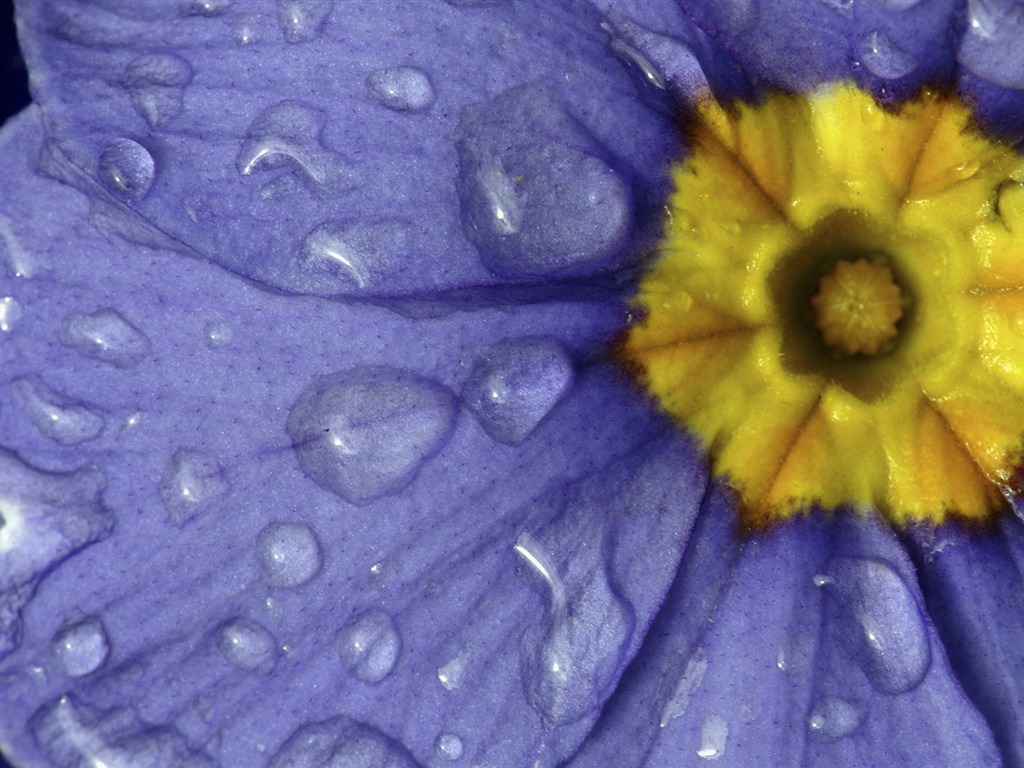 Widescreen wallpaper flowers close-up (32) #11 - 1024x768