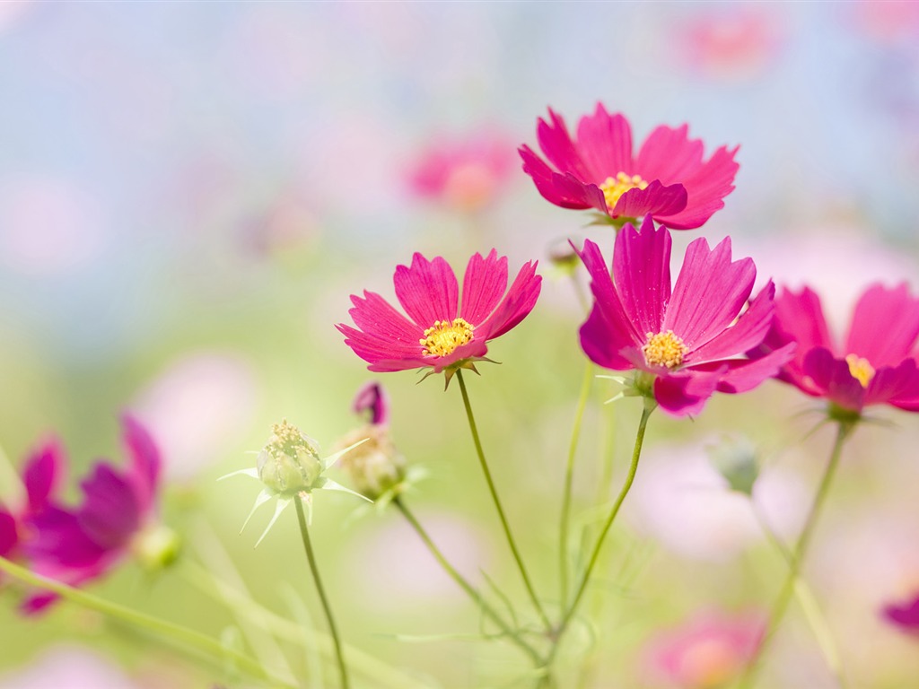 Widescreen wallpaper flowers close-up (33) #1 - 1024x768