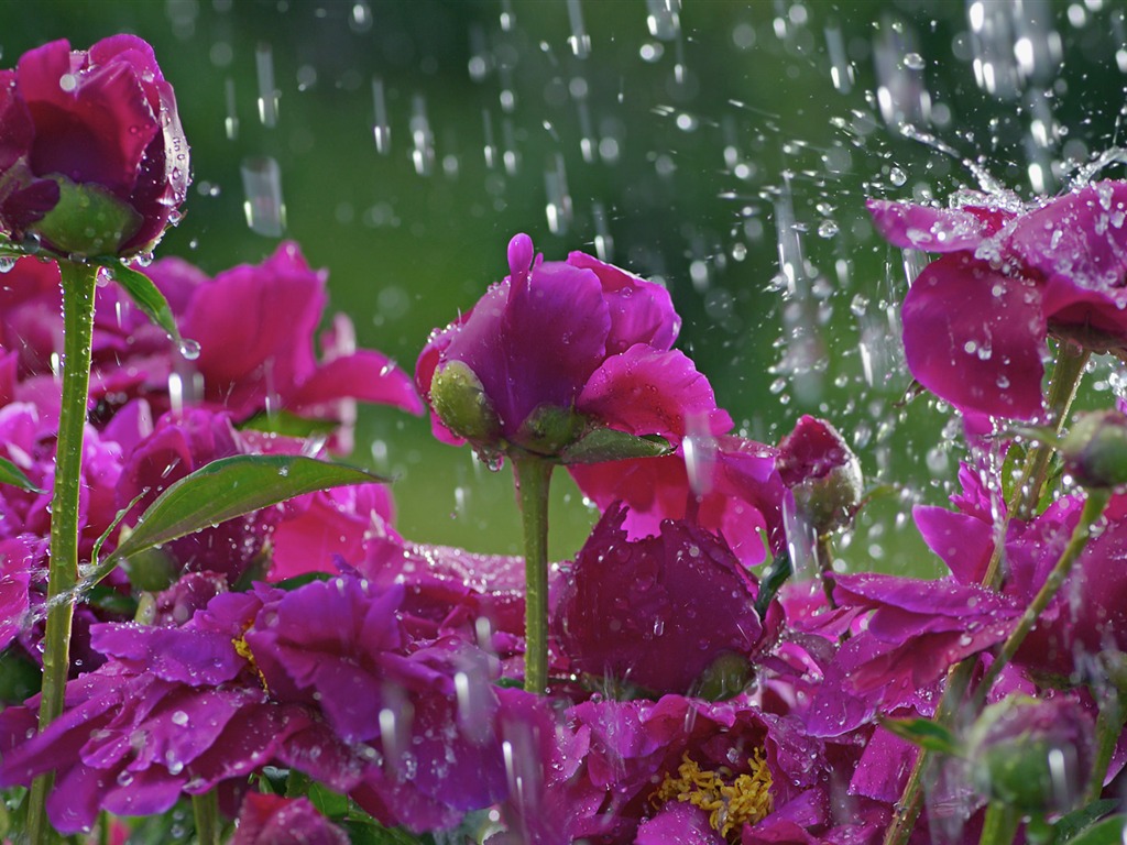 ワイドスクリーンの壁紙の花に近い(33)を開く #2 - 1024x768