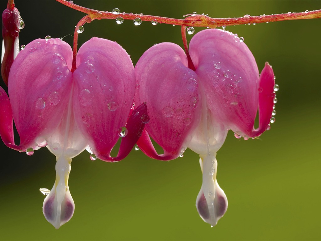 ワイドスクリーンの壁紙の花に近い(33)を開く #5 - 1024x768