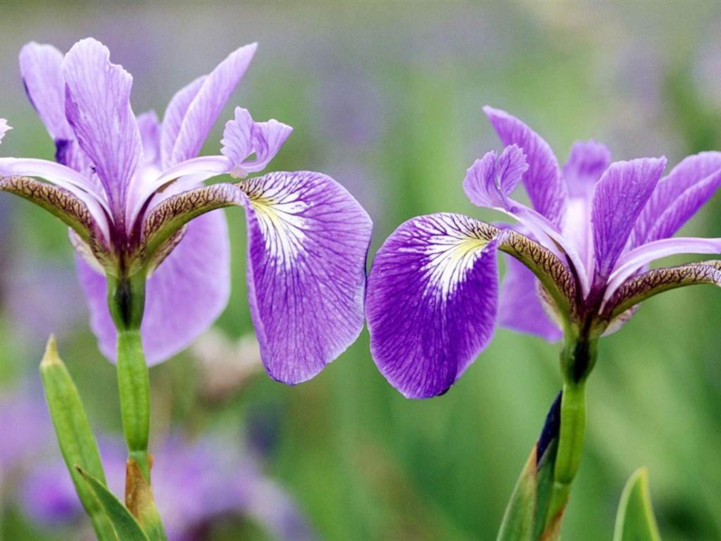 ワイドスクリーンの壁紙の花に近い(33)を開く #6 - 1024x768