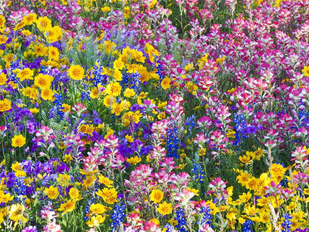 Widescreen wallpaper flowers close-up (33) #10 - 1024x768