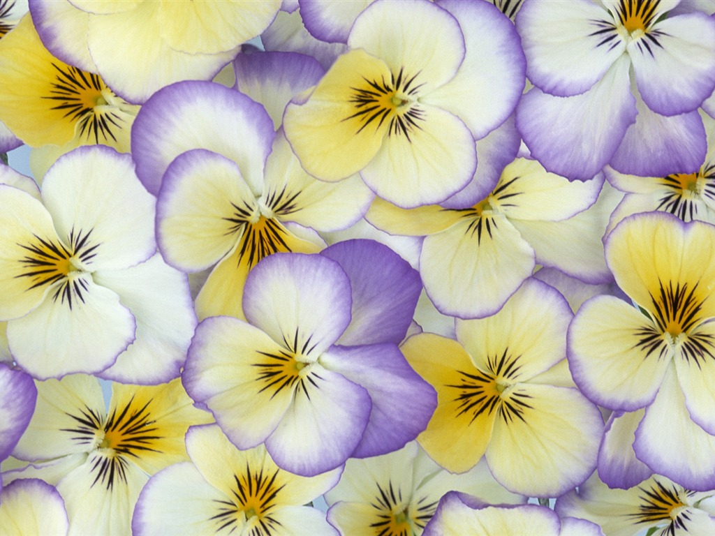 Widescreen wallpaper flowers close-up (33) #18 - 1024x768