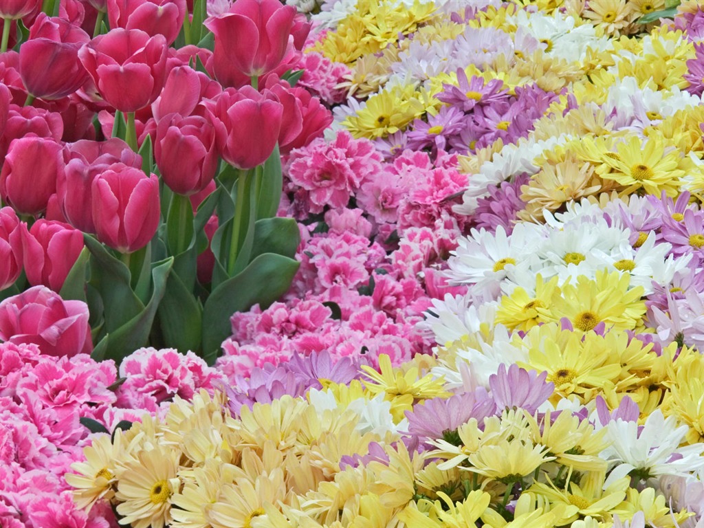 寬屏鮮花特寫 壁紙(33) #19 - 1024x768