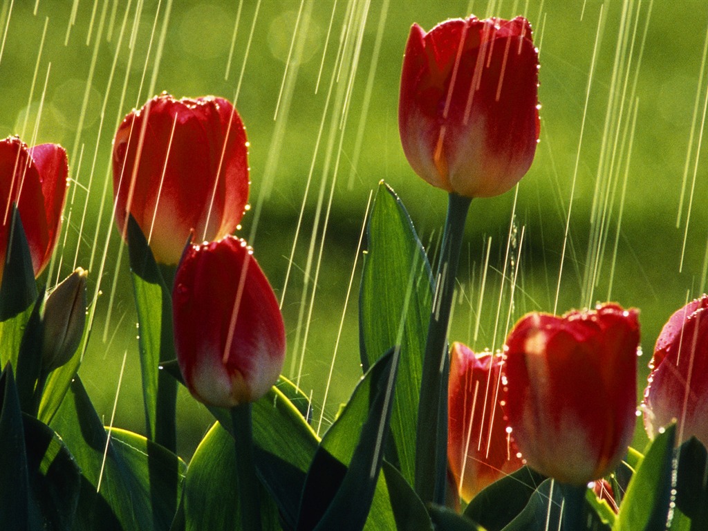 fondos de escritorio de flores con pantalla ancha de cerca (33) #20 - 1024x768