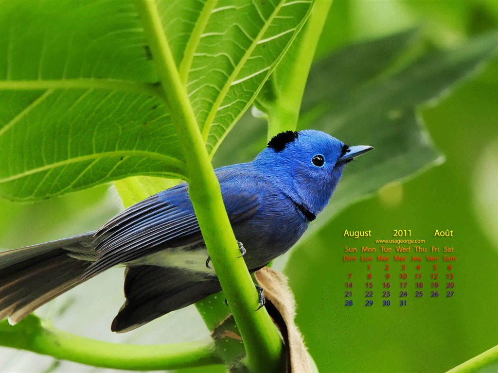 August 2011 calendar wallpaper (1) #4 - 1024x768