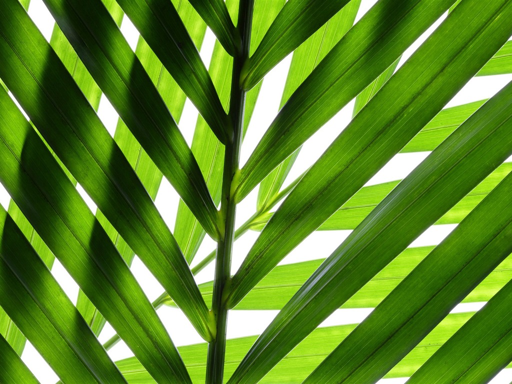 Green leaves wallpaper #14 - 1024x768