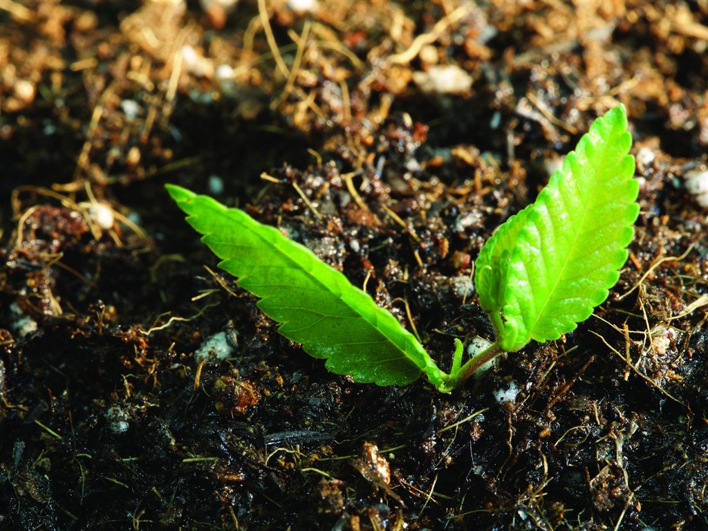 Plantas verdes sólo brotan fondos de pantalla HD #6 - 1024x768