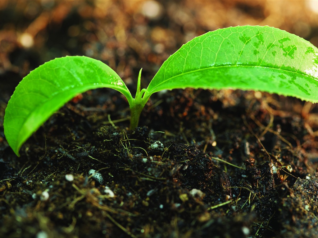 Plantas verdes sólo brotan fondos de pantalla HD #7 - 1024x768