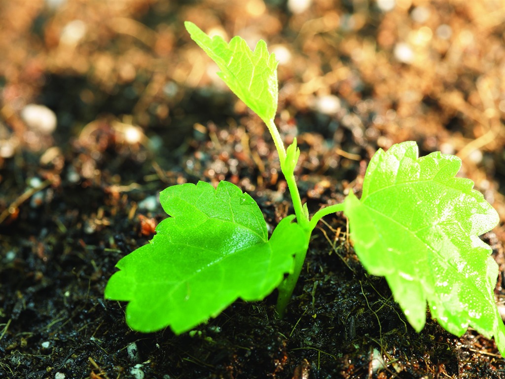 Plantas verdes sólo brotan fondos de pantalla HD #8 - 1024x768