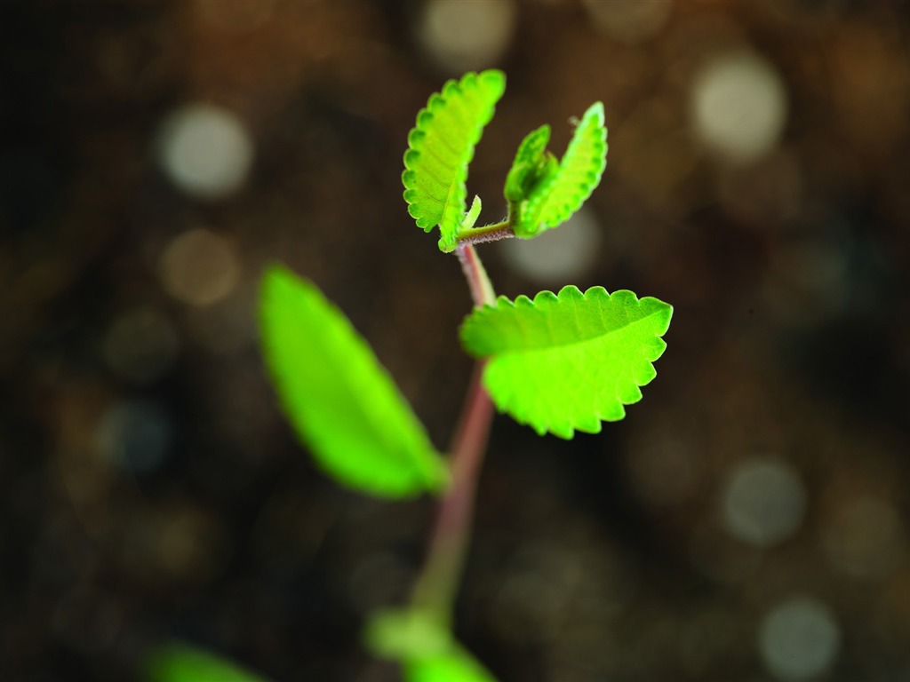 Plantas verdes sólo brotan fondos de pantalla HD #9 - 1024x768