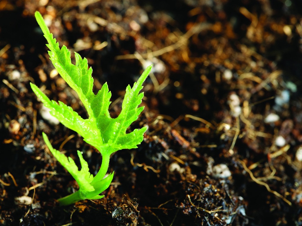 Plantas verdes sólo brotan fondos de pantalla HD #12 - 1024x768