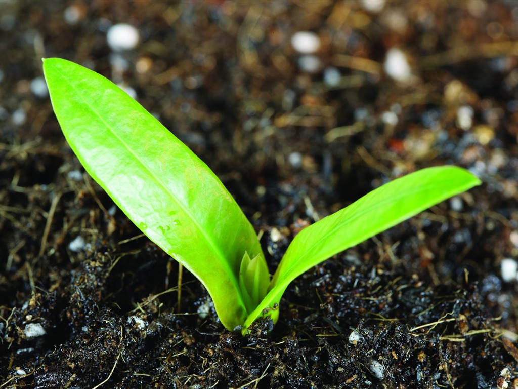 Plantas verdes sólo brotan fondos de pantalla HD #15 - 1024x768