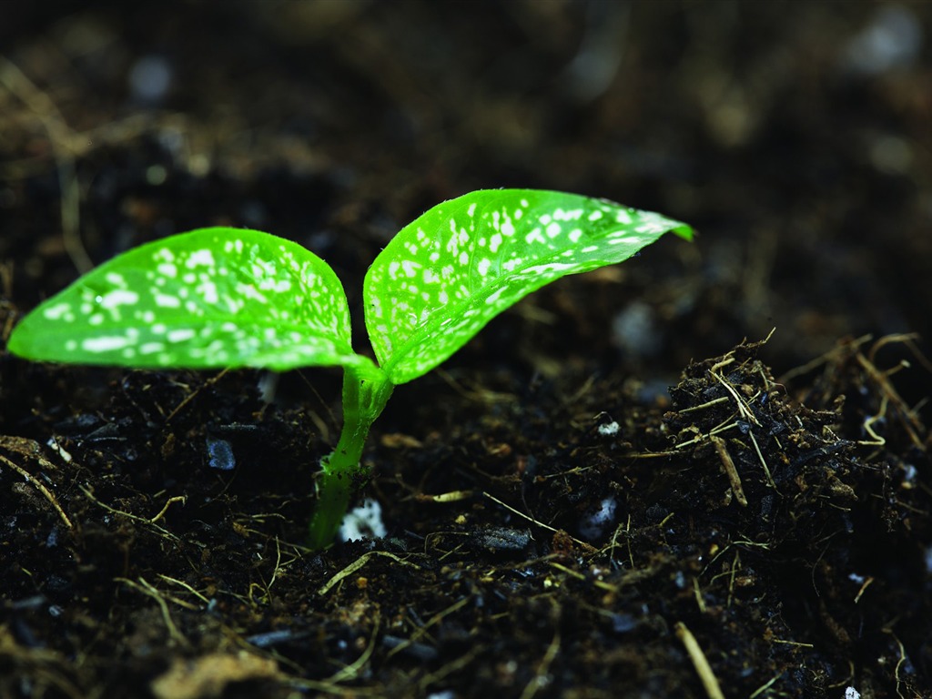 Plantas verdes sólo brotan fondos de pantalla HD #17 - 1024x768