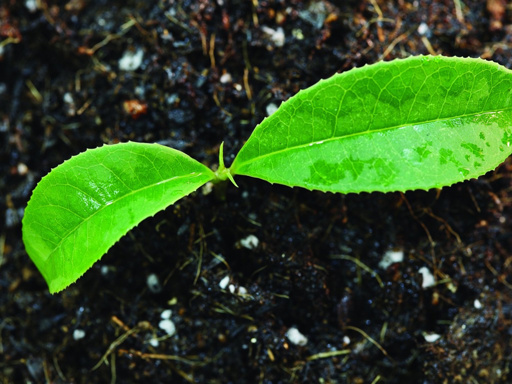 Plantas verdes sólo brotan fondos de pantalla HD #19 - 1024x768