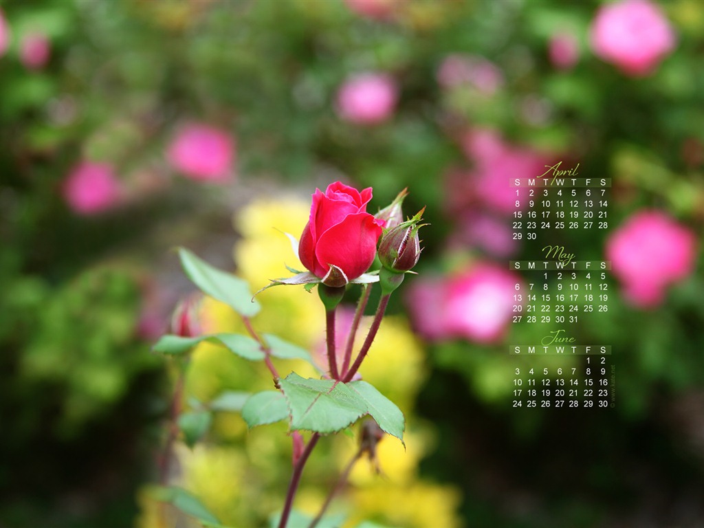 2012年5月 月曆壁紙(一) #12 - 1024x768