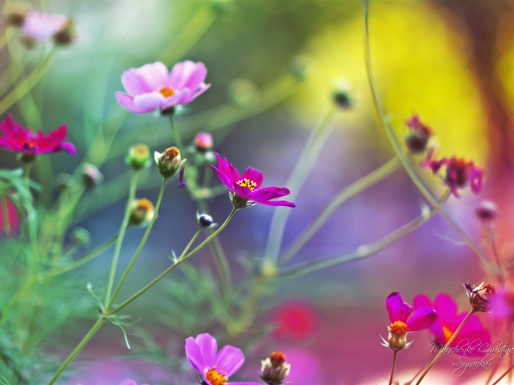 Windows 7 壁紙：夢幻花園 #11 - 1024x768