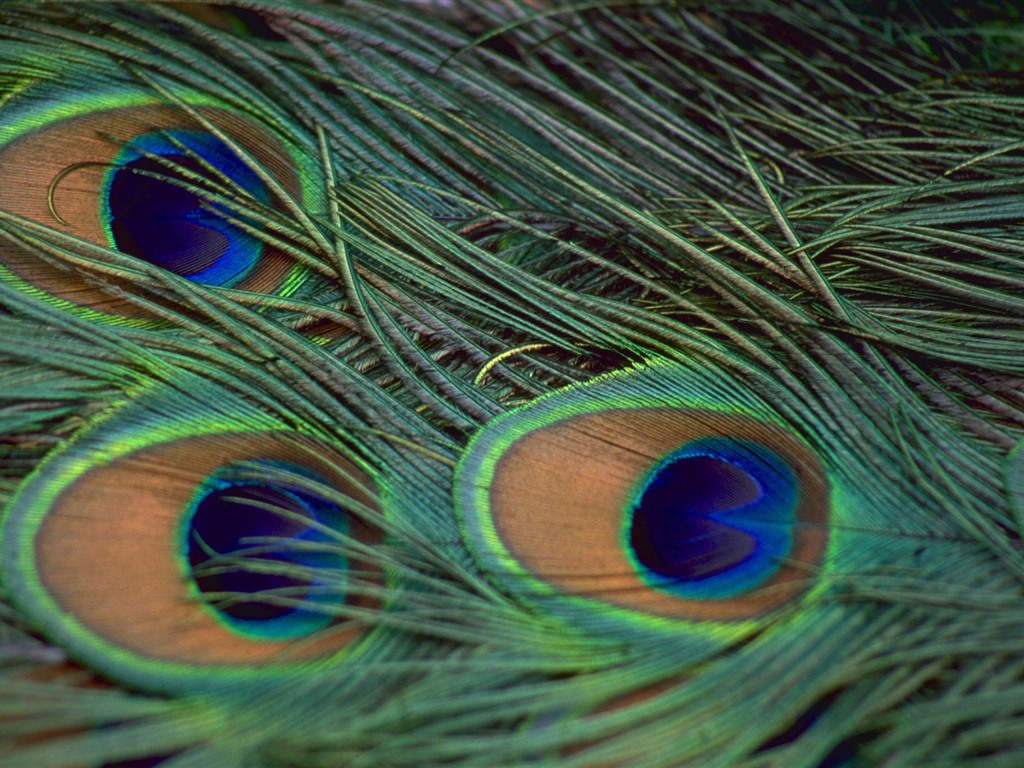Windows 7 壁纸：美丽的鸟儿14 - 1024x768