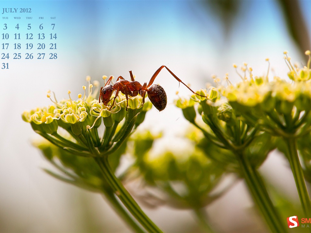 Juli 2012 Kalender Wallpapers (2) #1 - 1024x768