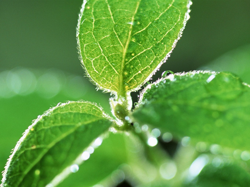 Green leaf with water droplets HD wallpapers #1 - 1024x768