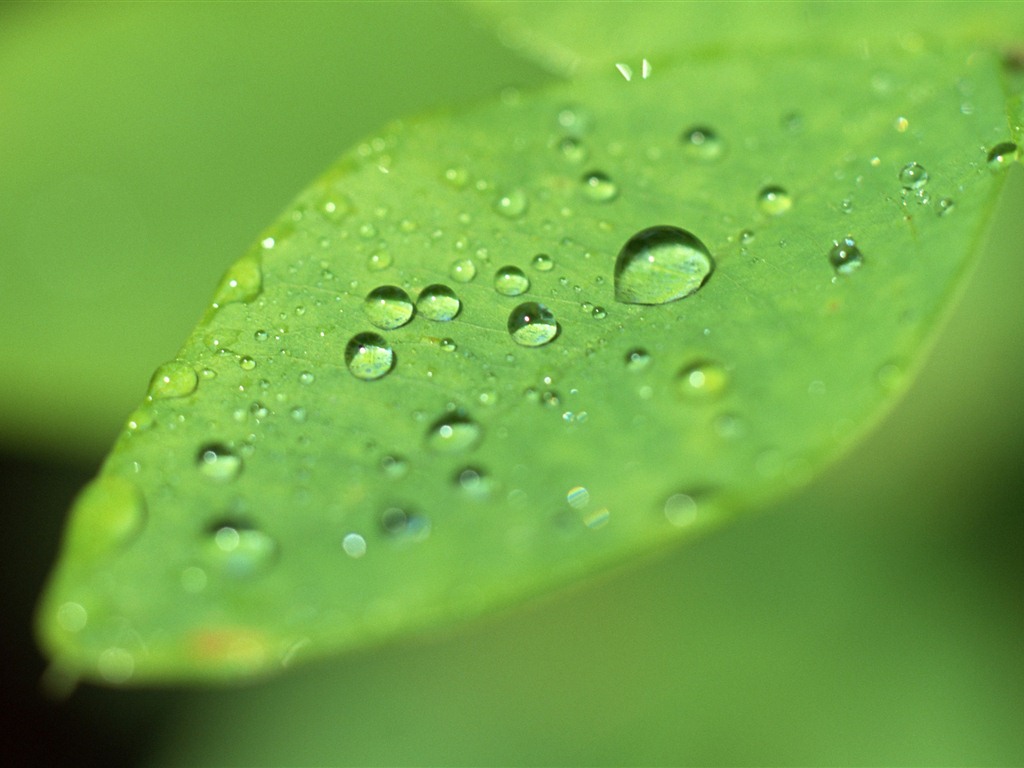 Green leaf with water droplets HD wallpapers #2 - 1024x768