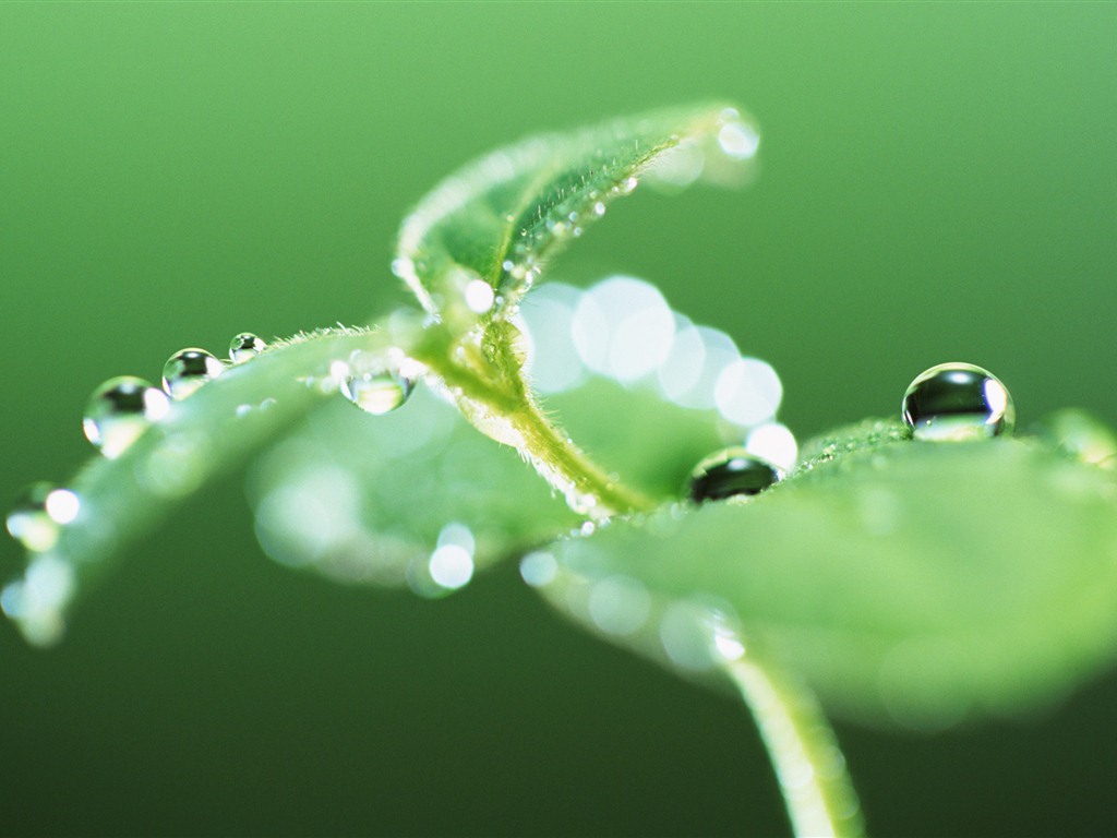 Green leaf with water droplets HD wallpapers #3 - 1024x768