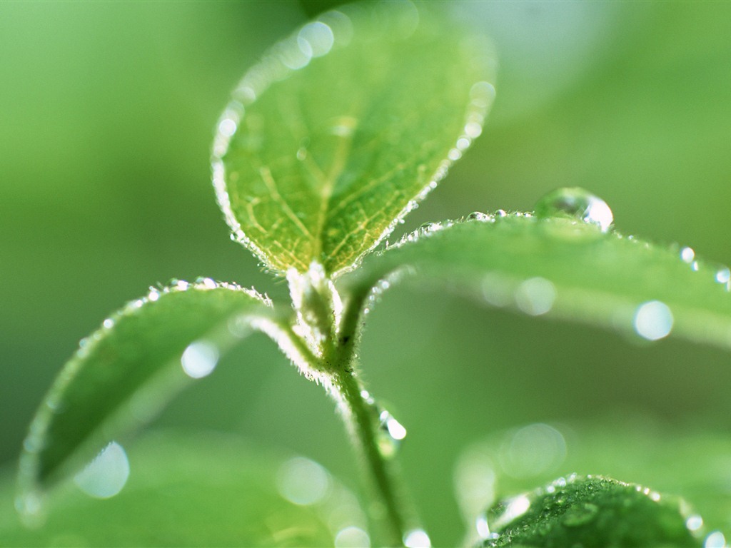 Green leaf with water droplets HD wallpapers #4 - 1024x768