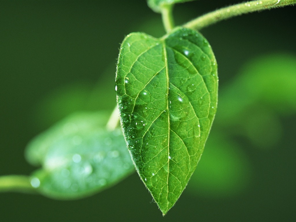 Green leaf with water droplets HD wallpapers #5 - 1024x768