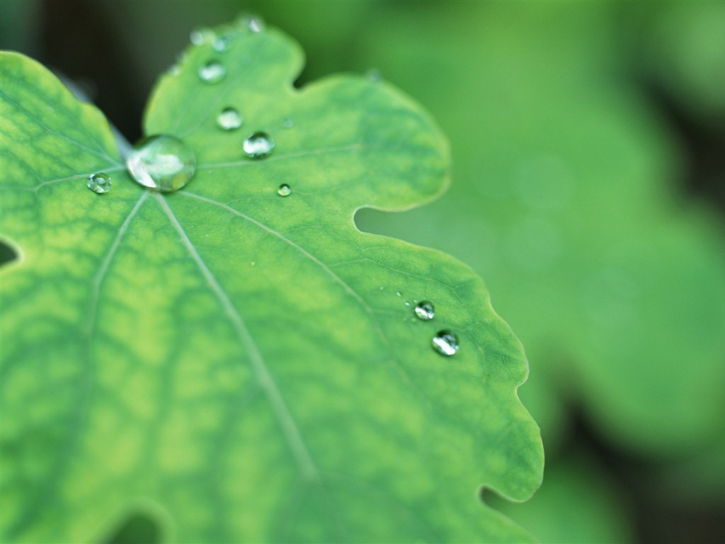 Green leaf with water droplets HD wallpapers #6 - 1024x768