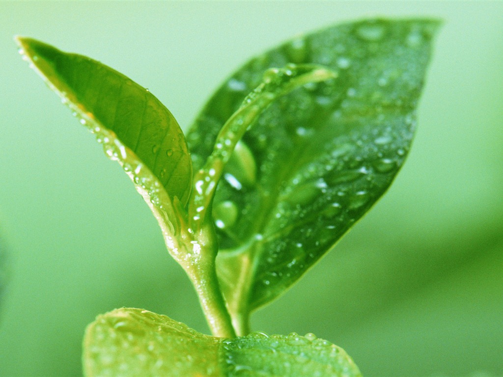 Green leaf with water droplets HD wallpapers #7 - 1024x768