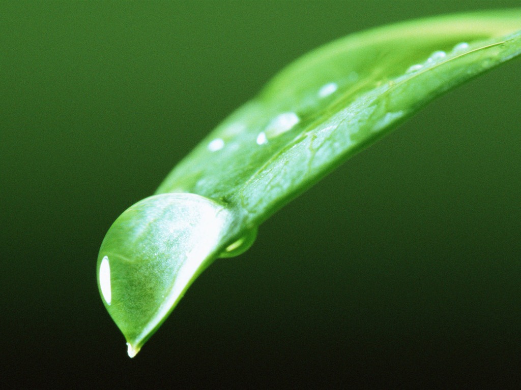 Green leaf with water droplets HD wallpapers #8 - 1024x768