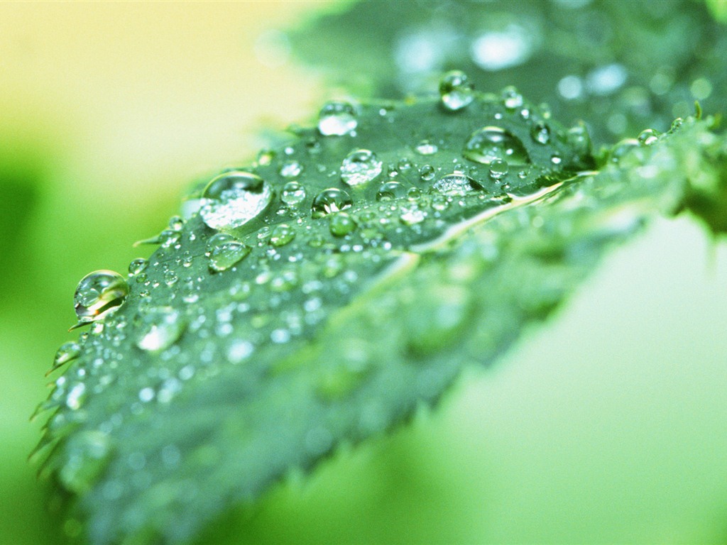Green leaf with water droplets HD wallpapers #9 - 1024x768