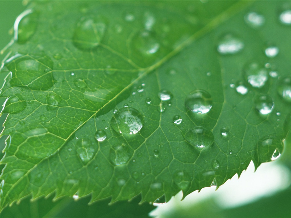 물방울의 HD 월페이퍼와 녹색 잎 #11 - 1024x768