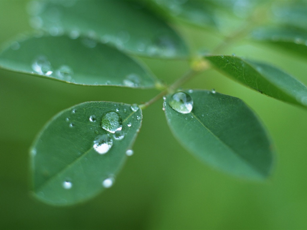 Green leaf with water droplets HD wallpapers #12 - 1024x768