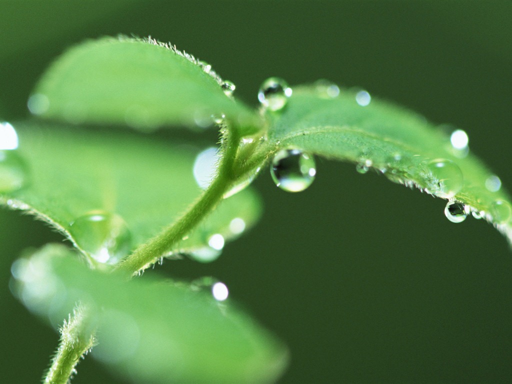Green leaf with water droplets HD wallpapers #13 - 1024x768
