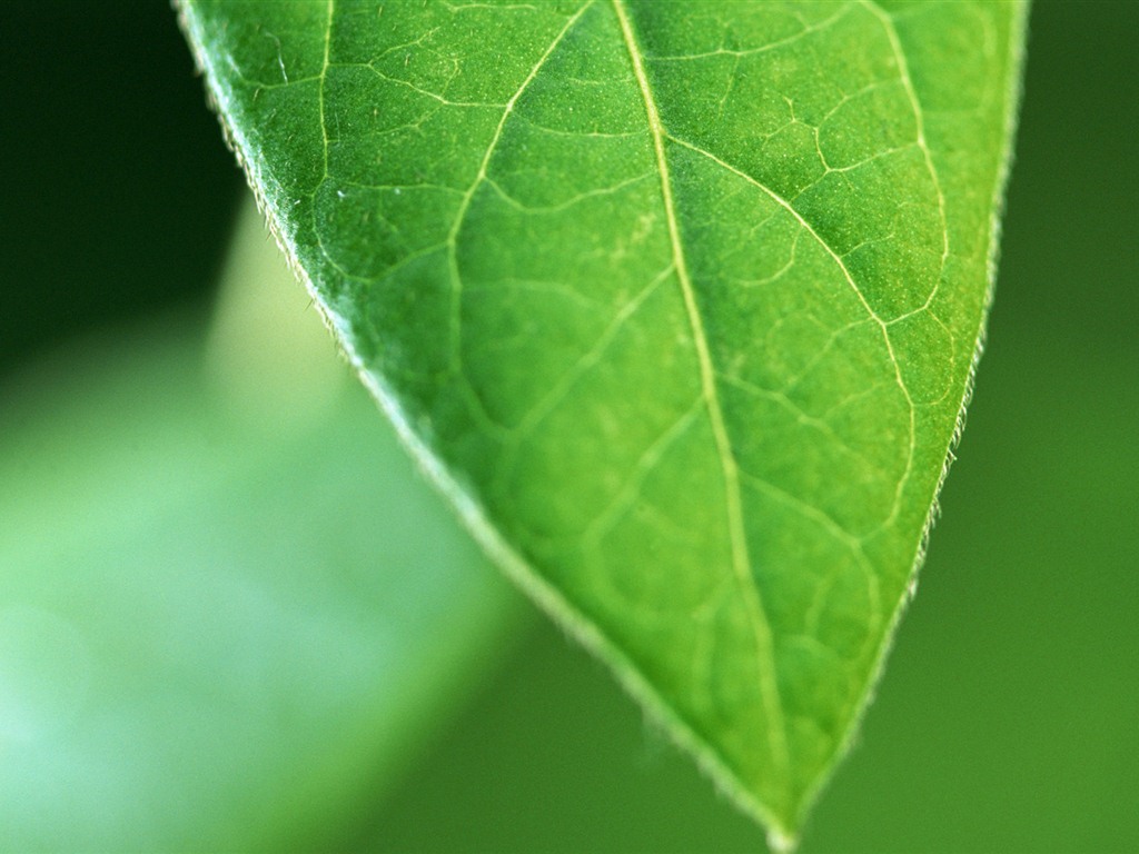 Green leaf with water droplets HD wallpapers #14 - 1024x768