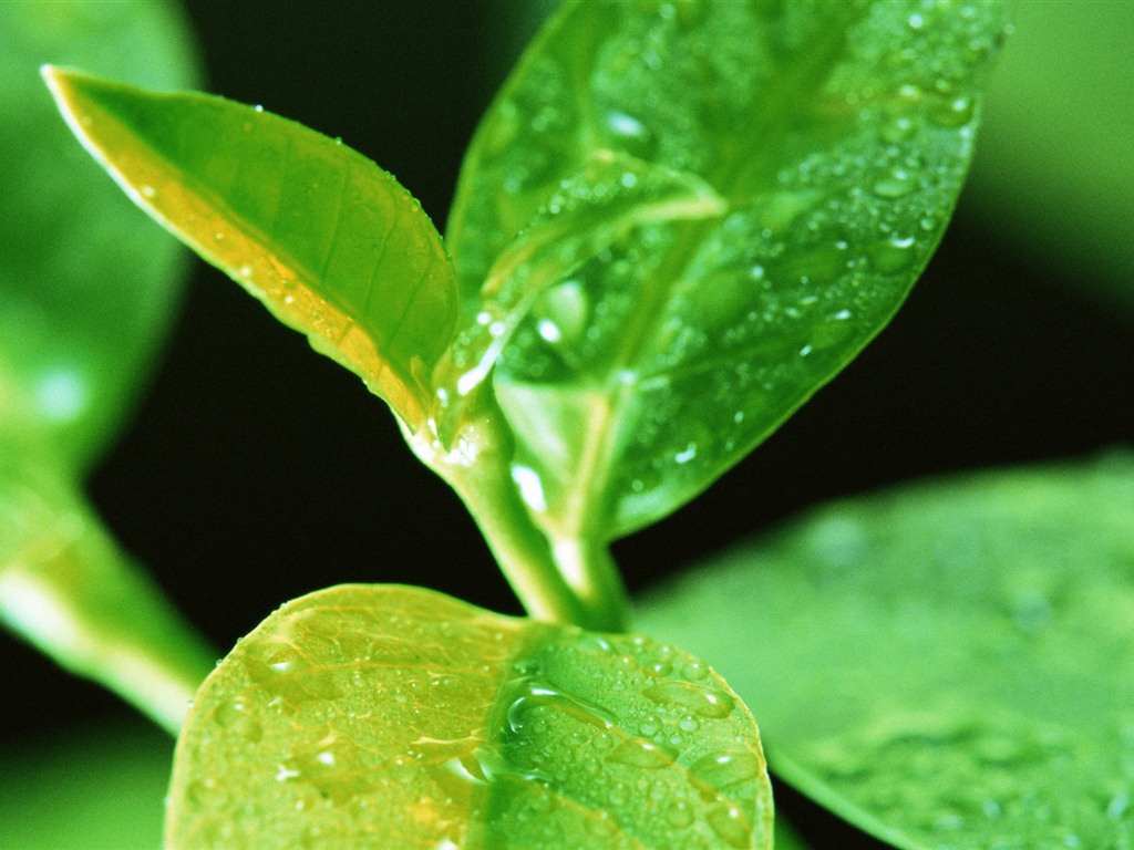 Green leaf with water droplets HD wallpapers #15 - 1024x768