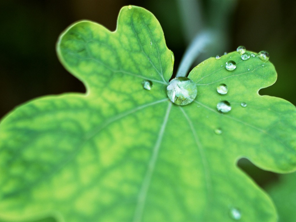 Green leaf with water droplets HD wallpapers #16 - 1024x768